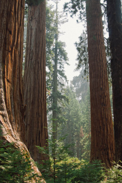 marxela:  Giant Sequoias, favorite trees. marcela garcia pulido  x  the fellow adventurer 