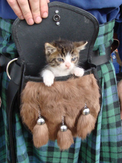 breelandwalker:  changingpelts:  shaboogami:  Onward, my plaid steed…  Real men wear kilts and carry kitten in their kilt pouch thingies.  If you’re not reblogging a kitten in a sporran, there’s something wrong with you.   Scottish Oatmeal has really