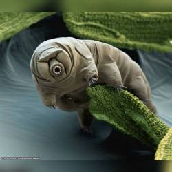 Tardigrade in Moss #nasa #apod #tardigrade #extremophile #waterbear #moss #space #science #astronomy