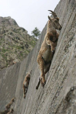 sixpenceee:  Alpine Ibexes climb nearly 90 degree angles to lick salt deposits of of mountainsides. They crave that mineral. (Source) 