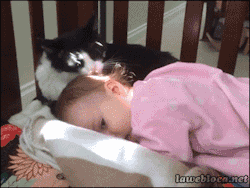 ghost-with-toast:  lotolle:  purplesmauge:  clarityandchaos:  earloffabulousness:  everybody stop what you’re doing, its a cat cleaning a baby  &ldquo;Stupid furless humans can’t take care of their kitten, I have to do everything myself.&rdquo;  My