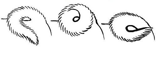 Các hình thái đuôi của Akita Inu ở trạng thái cuộn