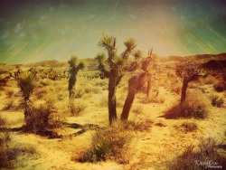 artonahardwoodfloor:  Good ol’ Mojave Desert  