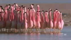 theeartofyum:ghostgif: anti-social-texting:  flamingos really piss me off like what the hell are they doing??????  lookin 4 tha party   ha hah ….ha ha….HAHAHHAHHHAHAHHHh!!! why are they so hilarious!?