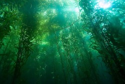 mermaid-aurora:  There’s something magical about kelp forests that I just can’t get over. 