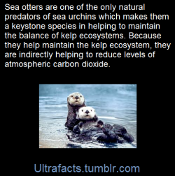 ultrafacts:    Sea otters are a keystone species, meaning their role in their environment has a greater effect than other species. As predators, sea otters are critical to maintaining the balance of the near-shore kelp ecosystems. Without sea otters,