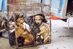 highleah:  On June 22nd, thousands of dogs are expected to be slaughtered in Guangxi, China for the Yulin Dog Meat Festival. These dogs are stolen from their homes or snatched off the street and crammed into cages so small and with such force their bones