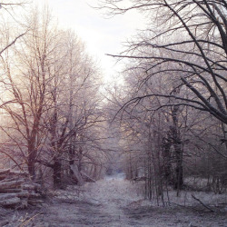 hlbstrk:  arctic-bramble:  Winter in Finland. This is where I live and the weather was incredible today.  reminds me of band of brothers 
