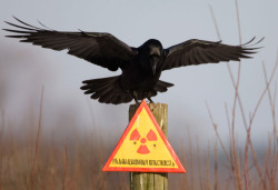 hentai-ass:  thefingerfuckingfemalefury:dr-archeville:ayellowbirds:thekljunar:A raven stretches its wings as it sits on a post inside the 30 km (18 miles) exclusion zone around the Chernobyl nuclear reactor near the village of Babchin, Belarus on December
