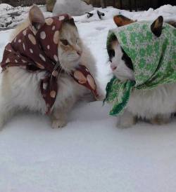 thefingerfuckingfemalefury:  alliearts:  mynameisdevon:  submariet:  lntruding:   soviet russian grandma cats complaining about their grandchildren and swapping recipes  THEY HAVE EAR HOLES let me die  BABUSHKATS   babushkats.  This post got even better
