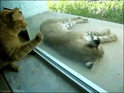 onelostsoulswiminginafishbowl:  sparky-sparkerson:  cptfantasy:  Housecat meets bobcat  “why are you trapped in there, tiny orange bobcat”  omg the kitty knocking on the window 