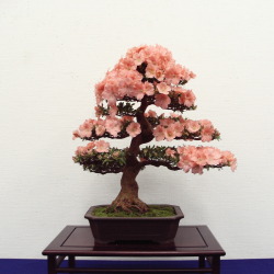 feudalera:   さつき盆栽花季展 / Satsuki azalea bonsai exhibition   i need all of these