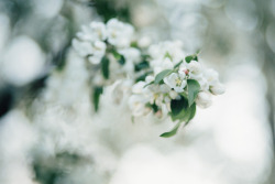 accendant:   	apple blossoms by Sarah Jane     
