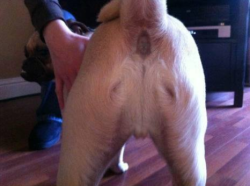 It’s Christmas and Jesus is back, this time as a dog’s arse!