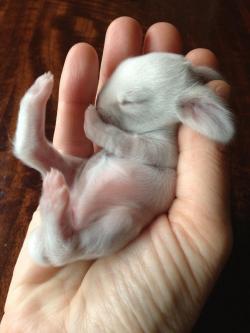 awwww-cute:  Here’s a 30-minute old bunny (Source: http://ift.tt/1F7hL1s)