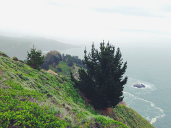 expressions-of-nature:  west coast, best coast by JULIE