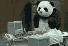 never say no to panda gifs | WiffleGif