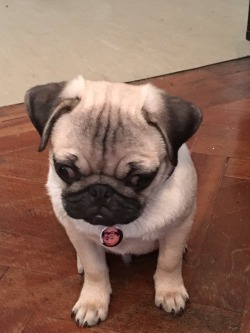 sft425:  4remy:my friend has a pug puppy called danny devito  @anaisalicious
