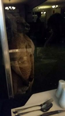 richardcreech:  MY FRIEND JUST WENT OUT FOR DINNER AND THIS MOTHERFUCKER TURNED UP AT THE WINDOW LIKE HE HAD A FRICKING RESERVATION GOD DAMMIT AUSTRALIA 