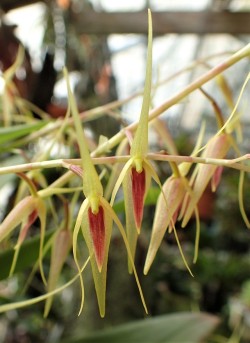 orchid-a-day:  Pleurothallis aggeris Syn.: Rhynchopera aggeris; Pleurothallis pedunculata var. peruviana October 29, 2018  