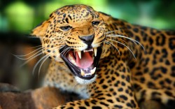 leopards 