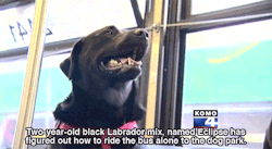faunagrey:  huffingtonpost:   Seattle Dog Figures Out Buses, Starts Riding Solo To The Dog Park Seattle’s public transit system has had a ruff go of things lately, and that has riders smiling. You see, of the 120 million riders who used the system last