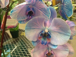 sprowht:  there were orchids of every color today!!
