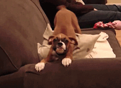 caraphatash: desitively-bonnaroo:  motok-wolf:  I HAS NO TAIL IM GONNA SHAKE MY WHOLE BODY INSTEAD  boxers are a fucking treasure oh my god. best dogs  Damn right 