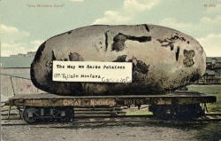 Tall-Tale Postcard - The Way We Raise Potatoes