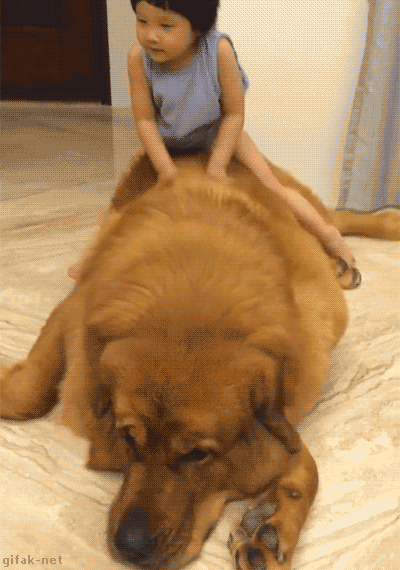 Gentle Giant Tibetan Mastiff 