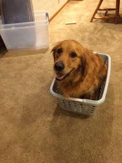 ellsari:  My bro has the cutest dog. I don’t know why she’s in the laundry basket and I don’t care because she is so freaking cute. 