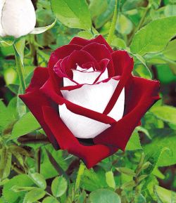sixpenceee:The Osiria Rose has a exquisite colour combination. The petals are blood-red on the inside and pure silvery-white on the outside.  I want these
