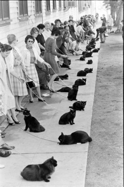 laughcentre:  domeafavorand-die:  awmygosh:  Cat audition for Sabrina the Teenage Witch for the role of Salem  omfg  tumblr meet ups in 50 years 