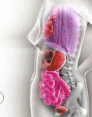 educational-gifs:  How pregnancy shifts and moves the mother’s internal organs to make room for the baby. Interactive Flash source here. Like this? You might also be interested in viewing a cross section of the human body from top to bottom. 