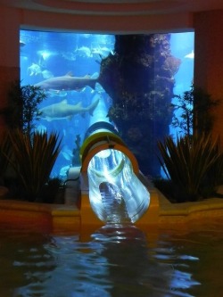 finofilipino:  Un tobogán transparente, dentro de un acuario… CON TIBURONES.  