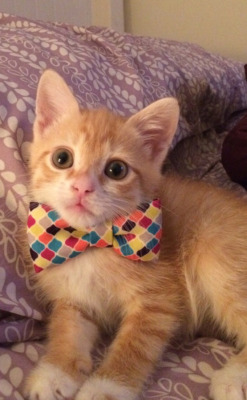 disgustinganimals: tastefullyoffensive:  &ldquo;He finally grew into his bow tie.&rdquo; -taylor1021  But did he finally get a job? Then what’s the point of the bowtie?   OMG IT&rsquo;S A CAT WITH A BOWTIE!!!!! 