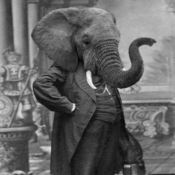 Aristocratic Elephant.