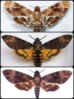 crisolyn-uendelig:The Death’s Head Hawk Moth