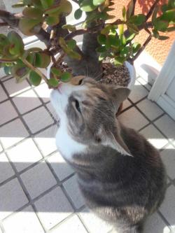 cat-pic:  春の匂い～！ 