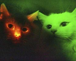 disease-danger-darkness-silence:  supersciencegeek:  wordswithkittywitch:  luciferlaughs: Scientists have discovered how to make glow-in-the-dark cats by  inserting the jellyfish genes that create fluorescent proteins into feline eggs. I needed to check