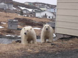 Delinquents on the prowl (young Polar Bears cruising the ’hood in the Inuit town of Arviat, north of Churchill, Manitoba on the western shore of Hudsons Bay)