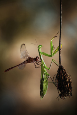 Hitchhiking can be dangerous (Praying Mantis love to dine on dragonflies)