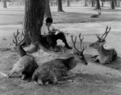 taishou-kun: s-h-o-w-a:   Hans Silvester Homme lisant un livre entoure de cerfs Sika dans le parc de Nara, Japon   Hans Silvester Man reading a book around shika deer in Nara Park, Japan - 1960s 