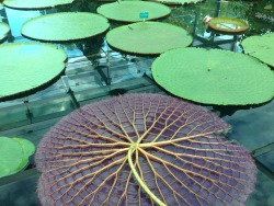 locrys:  a dead Lilly pad, flipped over, at an indoor amazon waterlilly pavilion 