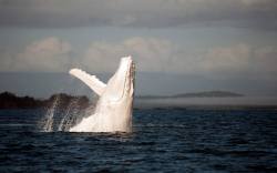 Awe inspiring (a white Humpback whale, nicknamed Migaloo by locals, breaches near Barnard Island, Queensland, Australia)