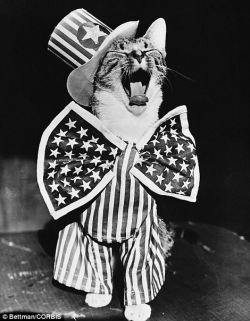 vintagecatsandpeople:  &ldquo;Uncle Sam the cat is gussied up in patriotic flare&rdquo; (1956)