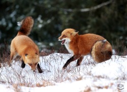 beautiful-wildlife:  Fox Fight by Megan Lorenz   Red Fox Fight in Algonquin Provincial Park, Ontario, Canada   