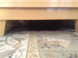 Kitty found a new hiding spot in my room. I left and came back - couldn&rsquo;t find her anywhere then I looked under my dresser and there she was. I for some silly reason thought she wouldn&rsquo;t fit under there.