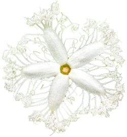 transparent-flowers:  Serpent Gourd flower. Trichosanthes cucumerina. (x). 