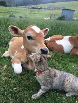 meowiiwowii:  unimpressedcats:  best buds  Reasons I love farms